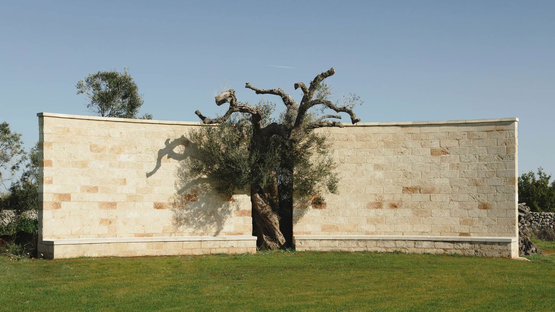 Ulivo secolare e muro in pietra